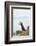 Atlantic Puffin Perched on a Cliff, Spitsbergen, Svalbard, Norway-Steve Kazlowski-Framed Photographic Print