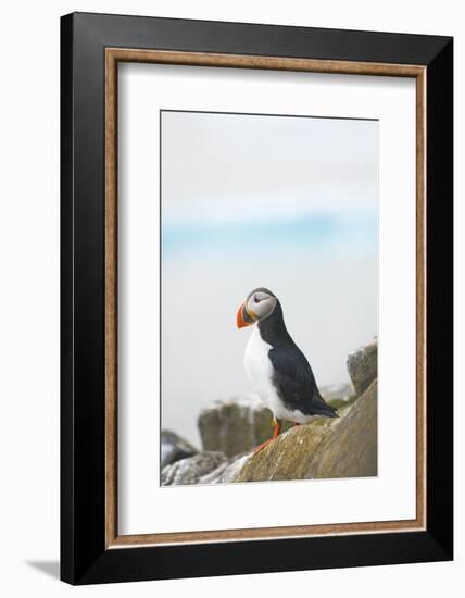 Atlantic Puffin Perched on a Cliff, Spitsbergen, Svalbard, Norway-Steve Kazlowski-Framed Photographic Print