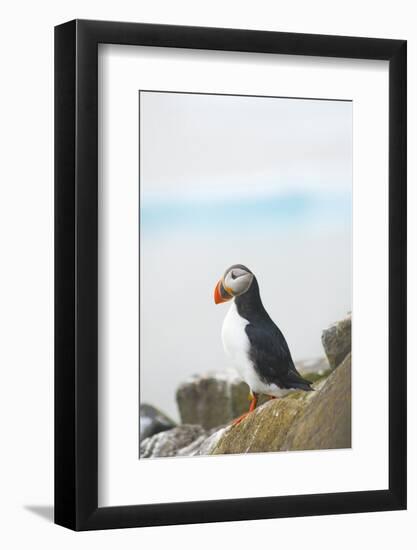 Atlantic Puffin Perched on a Cliff, Spitsbergen, Svalbard, Norway-Steve Kazlowski-Framed Photographic Print