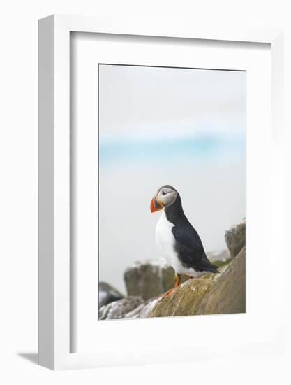 Atlantic Puffin Perched on a Cliff, Spitsbergen, Svalbard, Norway-Steve Kazlowski-Framed Photographic Print