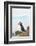 Atlantic Puffin Perched on a Cliff, Spitsbergen, Svalbard, Norway-Steve Kazlowski-Framed Photographic Print