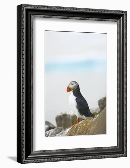 Atlantic Puffin Perched on a Cliff, Spitsbergen, Svalbard, Norway-Steve Kazlowski-Framed Photographic Print