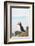 Atlantic Puffin Perched on a Cliff, Spitsbergen, Svalbard, Norway-Steve Kazlowski-Framed Photographic Print