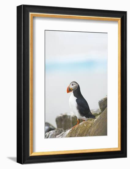 Atlantic Puffin Perched on a Cliff, Spitsbergen, Svalbard, Norway-Steve Kazlowski-Framed Photographic Print