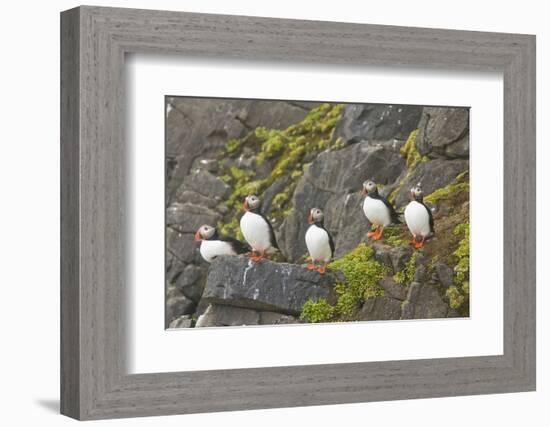 Atlantic Puffin Perched on a Cliff, Spitsbergen, Svalbard, Norway-Steve Kazlowski-Framed Photographic Print