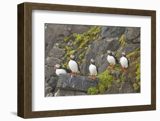 Atlantic Puffin Perched on a Cliff, Spitsbergen, Svalbard, Norway-Steve Kazlowski-Framed Photographic Print