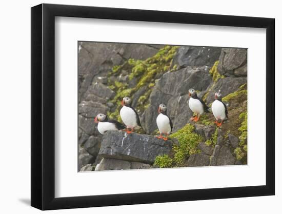 Atlantic Puffin Perched on a Cliff, Spitsbergen, Svalbard, Norway-Steve Kazlowski-Framed Photographic Print