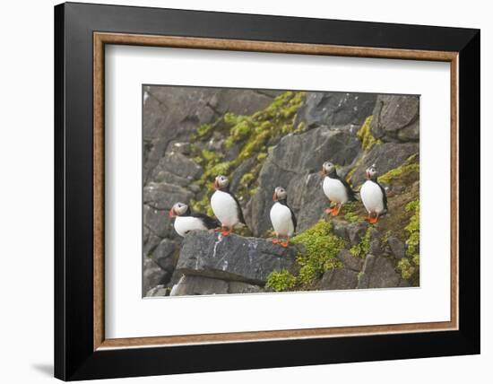 Atlantic Puffin Perched on a Cliff, Spitsbergen, Svalbard, Norway-Steve Kazlowski-Framed Photographic Print