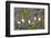 Atlantic Puffin Perched on a Cliff, Spitsbergen, Svalbard, Norway-Steve Kazlowski-Framed Photographic Print