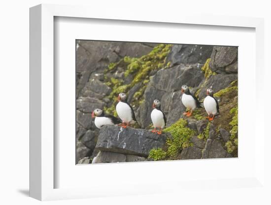 Atlantic Puffin Perched on a Cliff, Spitsbergen, Svalbard, Norway-Steve Kazlowski-Framed Photographic Print