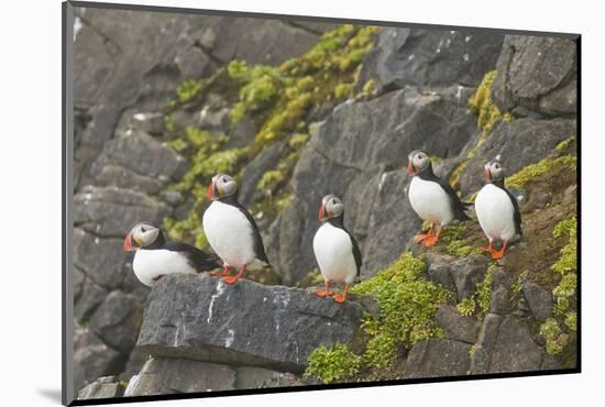 Atlantic Puffin Perched on a Cliff, Spitsbergen, Svalbard, Norway-Steve Kazlowski-Mounted Photographic Print