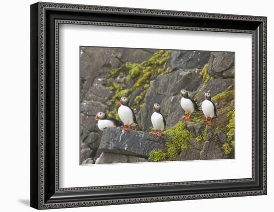 Atlantic Puffin Perched on a Cliff, Spitsbergen, Svalbard, Norway-Steve Kazlowski-Framed Photographic Print