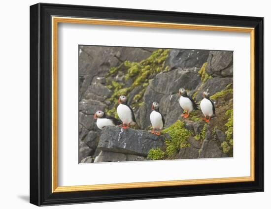 Atlantic Puffin Perched on a Cliff, Spitsbergen, Svalbard, Norway-Steve Kazlowski-Framed Photographic Print