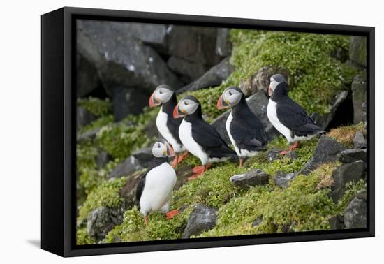 Atlantic Puffin, Sassenfjorden, Spitsbergen, Svalbard, Norway-Steve Kazlowski-Framed Premier Image Canvas