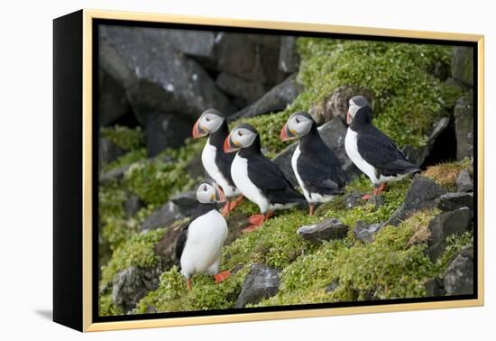 Atlantic Puffin, Sassenfjorden, Spitsbergen, Svalbard, Norway-Steve Kazlowski-Framed Premier Image Canvas