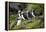 Atlantic Puffin, Sassenfjorden, Spitsbergen, Svalbard, Norway-Steve Kazlowski-Framed Premier Image Canvas