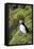 Atlantic Puffin, Sassenfjorden, Spitsbergen, Svalbard, Norway-Steve Kazlowski-Framed Premier Image Canvas