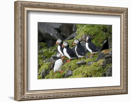 Atlantic Puffin, Sassenfjorden, Spitsbergen, Svalbard, Norway-Steve Kazlowski-Framed Photographic Print