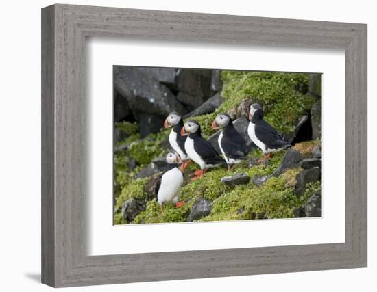 Atlantic Puffin, Sassenfjorden, Spitsbergen, Svalbard, Norway-Steve Kazlowski-Framed Photographic Print