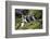 Atlantic Puffin, Sassenfjorden, Spitsbergen, Svalbard, Norway-Steve Kazlowski-Framed Photographic Print