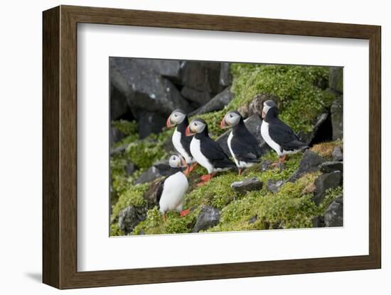 Atlantic Puffin, Sassenfjorden, Spitsbergen, Svalbard, Norway-Steve Kazlowski-Framed Photographic Print