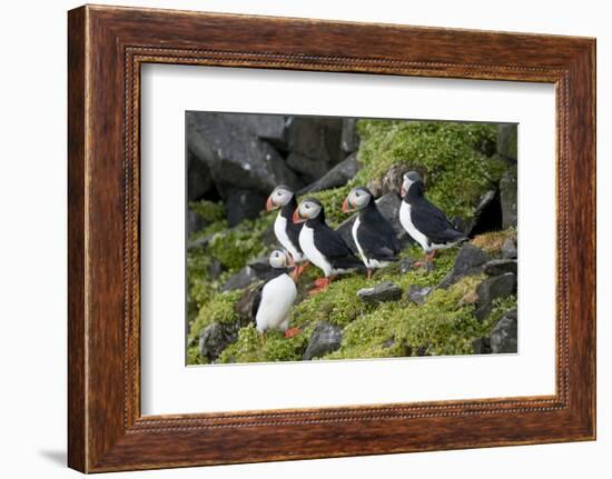 Atlantic Puffin, Sassenfjorden, Spitsbergen, Svalbard, Norway-Steve Kazlowski-Framed Photographic Print