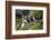 Atlantic Puffin, Sassenfjorden, Spitsbergen, Svalbard, Norway-Steve Kazlowski-Framed Photographic Print