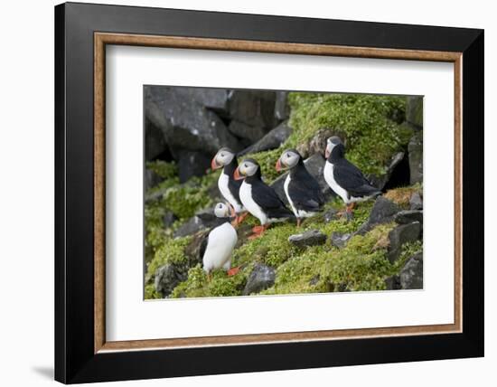 Atlantic Puffin, Sassenfjorden, Spitsbergen, Svalbard, Norway-Steve Kazlowski-Framed Photographic Print