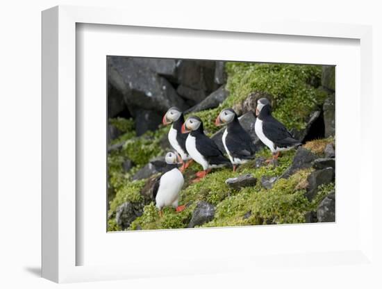 Atlantic Puffin, Sassenfjorden, Spitsbergen, Svalbard, Norway-Steve Kazlowski-Framed Photographic Print