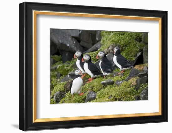 Atlantic Puffin, Sassenfjorden, Spitsbergen, Svalbard, Norway-Steve Kazlowski-Framed Photographic Print