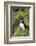 Atlantic Puffin, Sassenfjorden, Spitsbergen, Svalbard, Norway-Steve Kazlowski-Framed Photographic Print