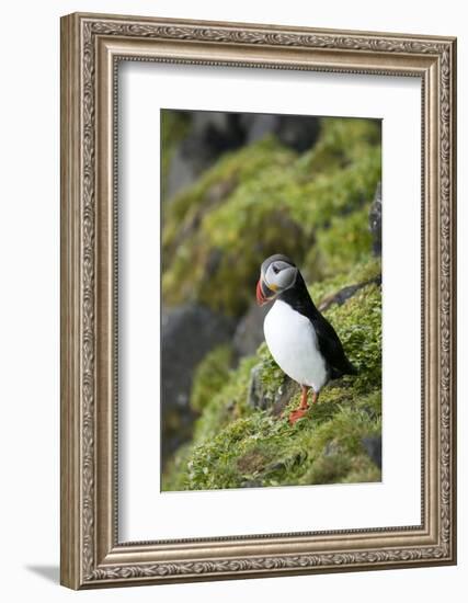 Atlantic Puffin, Sassenfjorden, Spitsbergen, Svalbard, Norway-Steve Kazlowski-Framed Photographic Print