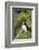 Atlantic Puffin, Sassenfjorden, Spitsbergen, Svalbard, Norway-Steve Kazlowski-Framed Photographic Print