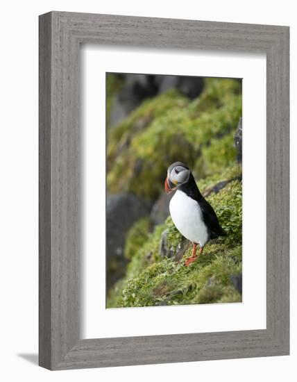 Atlantic Puffin, Sassenfjorden, Spitsbergen, Svalbard, Norway-Steve Kazlowski-Framed Photographic Print