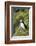 Atlantic Puffin, Sassenfjorden, Spitsbergen, Svalbard, Norway-Steve Kazlowski-Framed Photographic Print