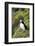 Atlantic Puffin, Sassenfjorden, Spitsbergen, Svalbard, Norway-Steve Kazlowski-Framed Photographic Print