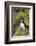 Atlantic Puffin, Sassenfjorden, Spitsbergen, Svalbard, Norway-Steve Kazlowski-Framed Photographic Print