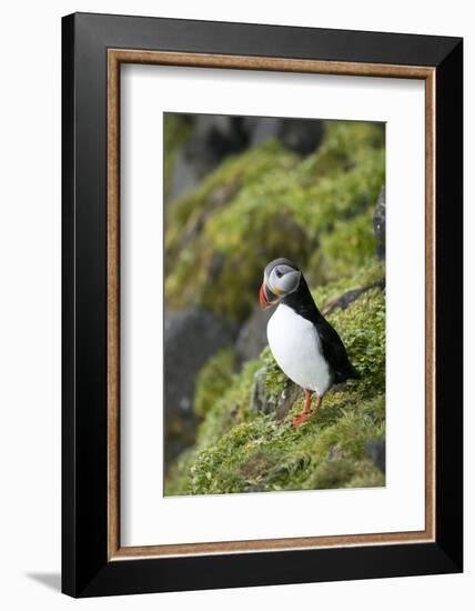 Atlantic Puffin, Sassenfjorden, Spitsbergen, Svalbard, Norway-Steve Kazlowski-Framed Photographic Print