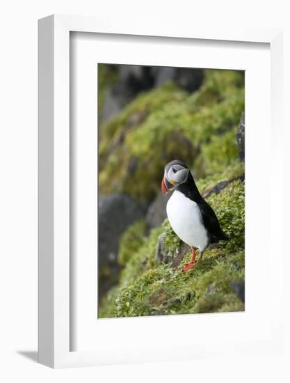 Atlantic Puffin, Sassenfjorden, Spitsbergen, Svalbard, Norway-Steve Kazlowski-Framed Photographic Print