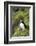 Atlantic Puffin, Sassenfjorden, Spitsbergen, Svalbard, Norway-Steve Kazlowski-Framed Photographic Print