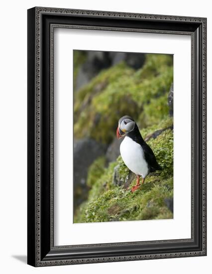 Atlantic Puffin, Sassenfjorden, Spitsbergen, Svalbard, Norway-Steve Kazlowski-Framed Photographic Print