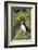 Atlantic Puffin, Sassenfjorden, Spitsbergen, Svalbard, Norway-Steve Kazlowski-Framed Photographic Print