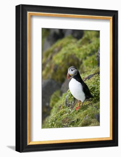 Atlantic Puffin, Sassenfjorden, Spitsbergen, Svalbard, Norway-Steve Kazlowski-Framed Photographic Print