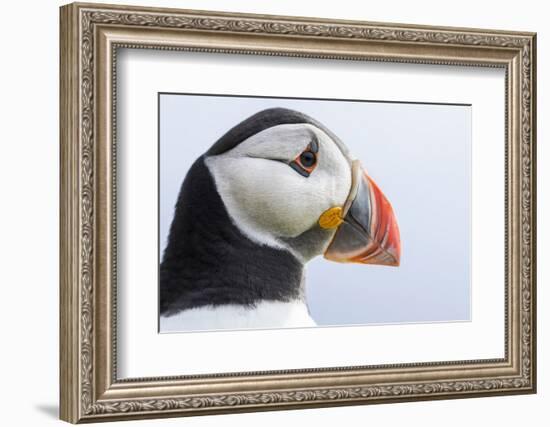 Atlantic Puffin. Scotland, Shetland Islands-Martin Zwick-Framed Photographic Print