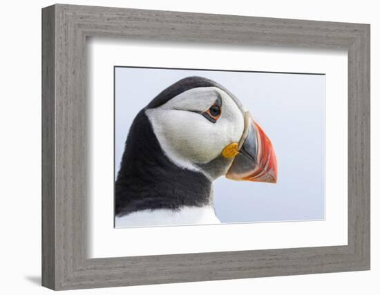 Atlantic Puffin. Scotland, Shetland Islands-Martin Zwick-Framed Photographic Print