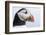 Atlantic Puffin. Scotland, Shetland Islands-Martin Zwick-Framed Photographic Print