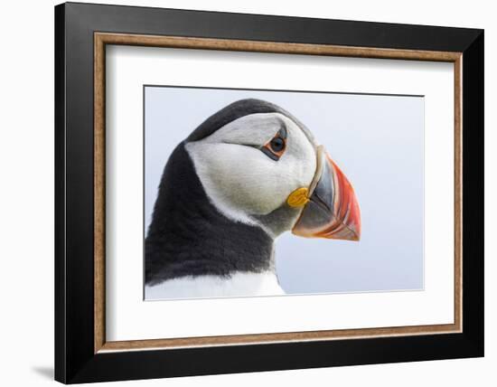 Atlantic Puffin. Scotland, Shetland Islands-Martin Zwick-Framed Photographic Print