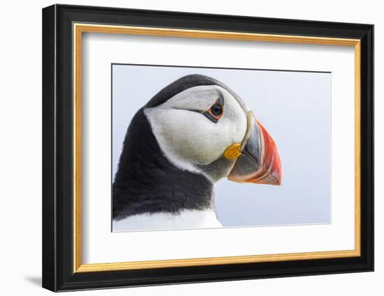 Atlantic Puffin. Scotland, Shetland Islands-Martin Zwick-Framed Photographic Print