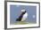 Atlantic Puffin. Scotland, Shetland Islands-Martin Zwick-Framed Photographic Print