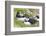 Atlantic Puffin. Scotland, Shetland Islands-Martin Zwick-Framed Photographic Print